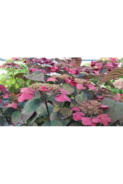 Гортензія Daredevil на стадії повного розквіту з багатим рожевим відтінком та контрастним темно-зеленим листям.